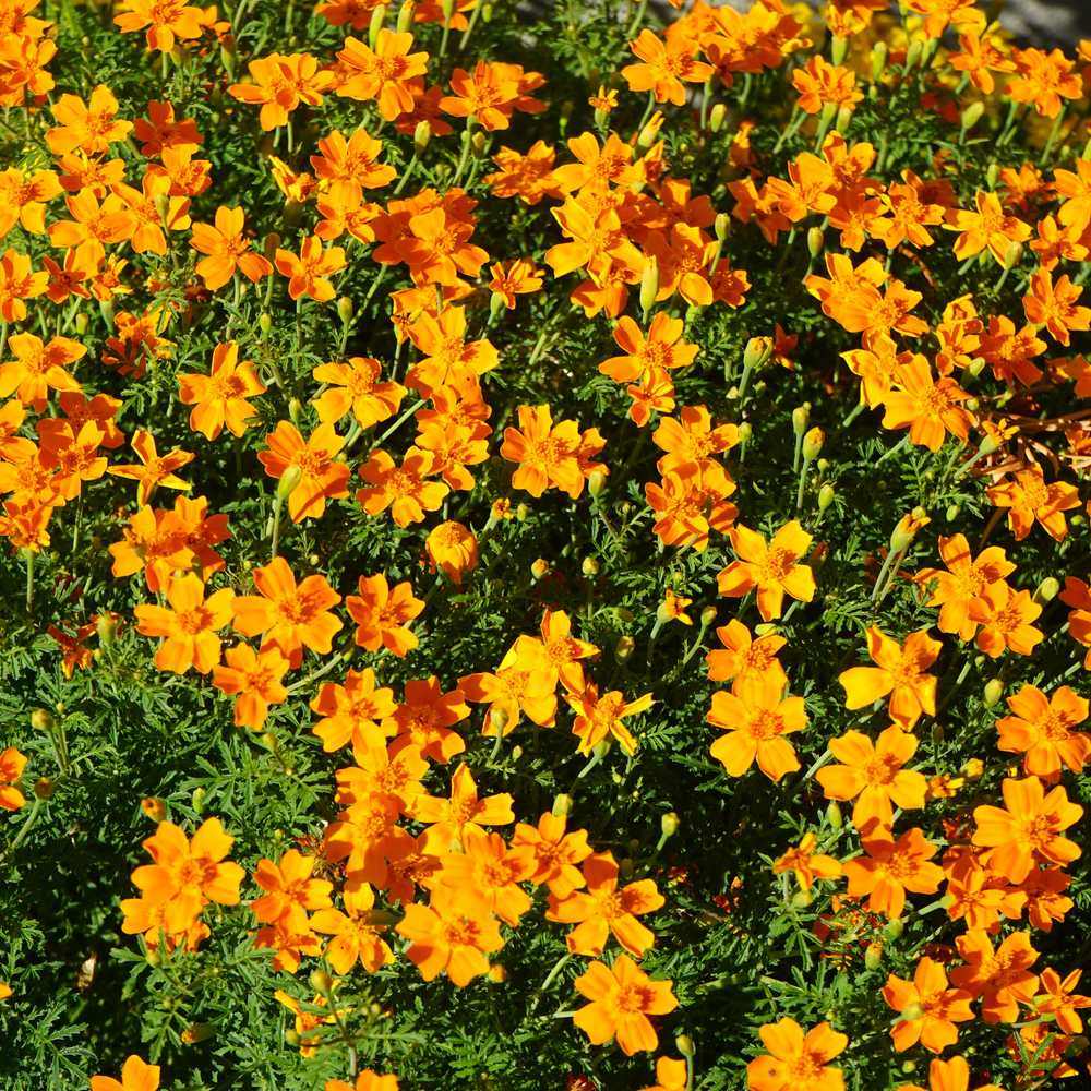 A dense mass of small single signet marigolds in bright orange and gold tones with reddish centre markings, growing among finely divided, fern-like green foliage in full sun.