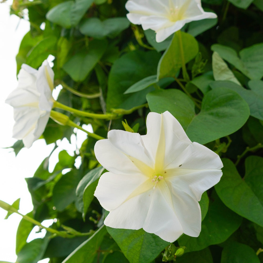 Three trumpet-shaped white moonflowers with pale yellow throats bloom among heart-shaped green leaves on a climbing vine.