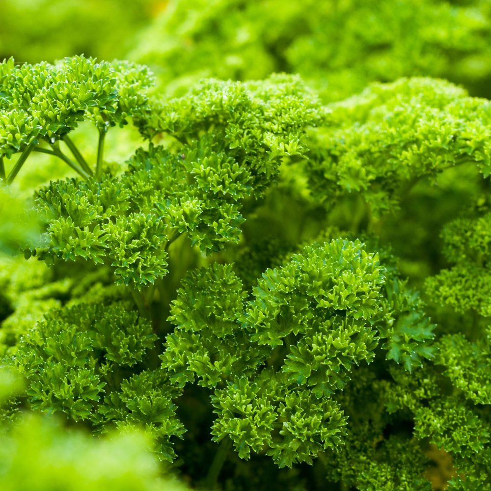 Close-up of moss curled parsley plants showing tightly ruffled, bright green leaves in dense, mounded clusters filling the frame.