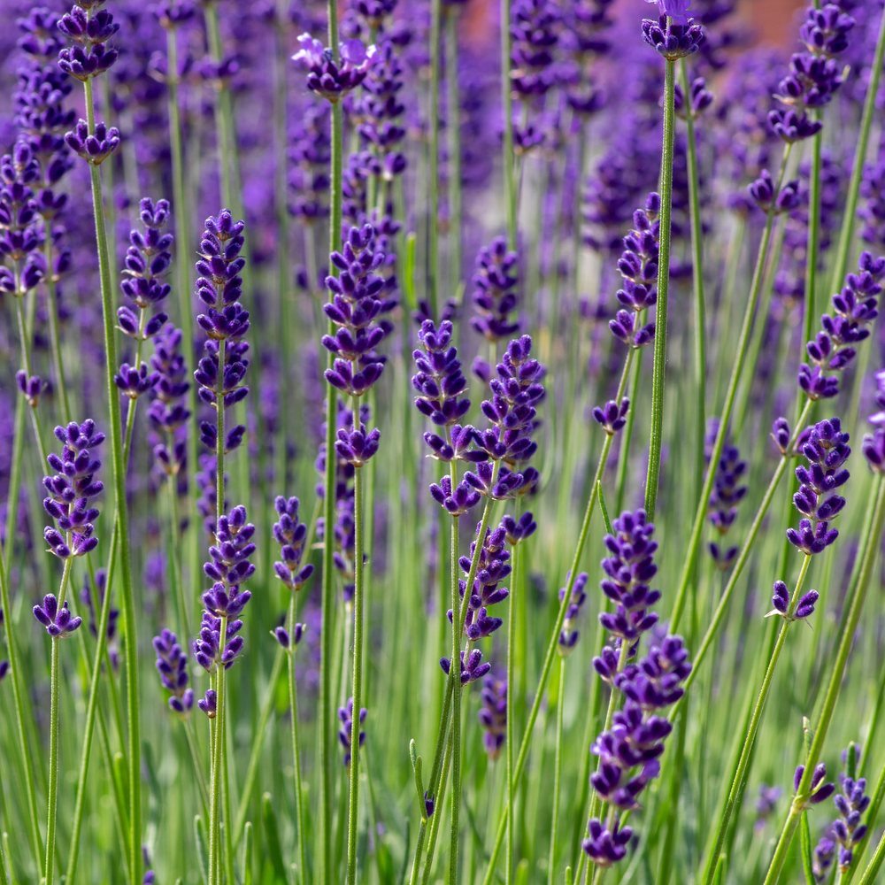 Close-up of Munstead lavender in full bloom, showing dense clusters of deep purple flower spikes rising on slender green stems above a lush bed of foliage.