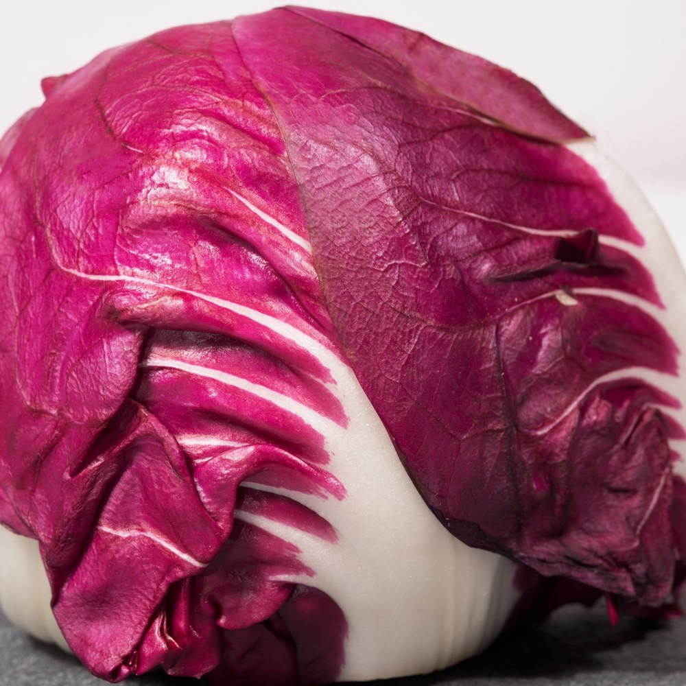 Close-up of a mature Palla Rossa Mavrik radicchio head, its glossy magenta outer leaves peeling back to reveal pale white ribs and inner core, photographed against a plain grey background.