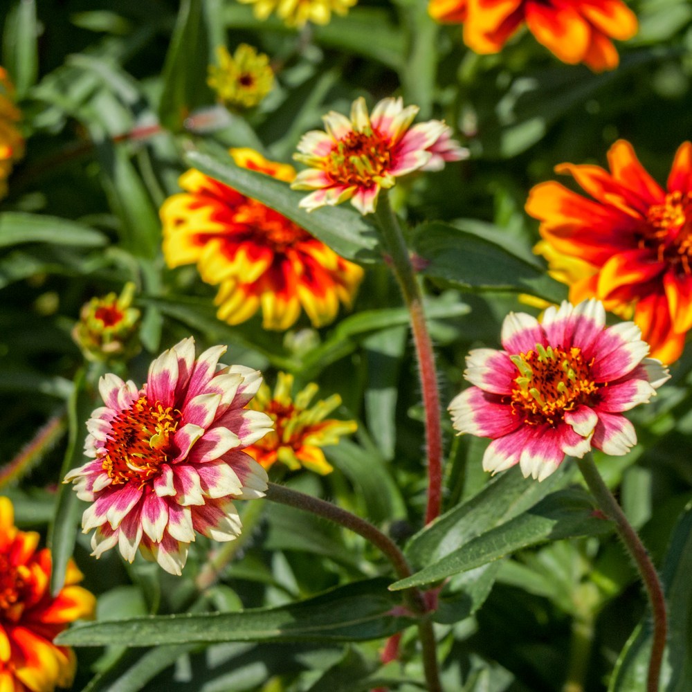 Cluster of blooming Persian Carpet zinnias showing bicolour petals in shades of pink, cream, yellow and deep red-orange, each with a golden central disc, surrounded by hairy green stems and foliage.
