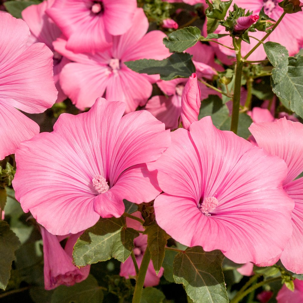Close-up of bright pink Rose Mallow blossoms with green foliage.
