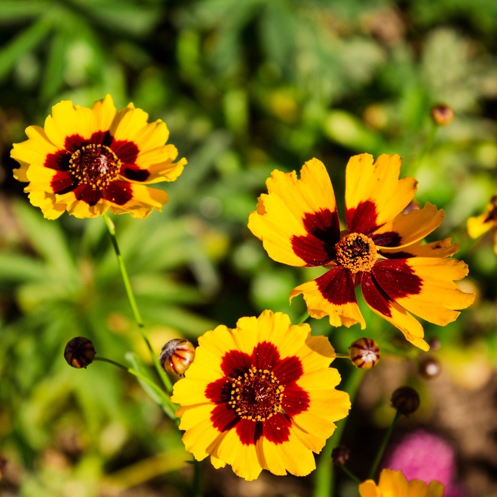 Three plains coreopsis blooms with bright yellow petals marked by deep maroon-red centres, surrounded by unopened buds against a softly blurred green garden background.