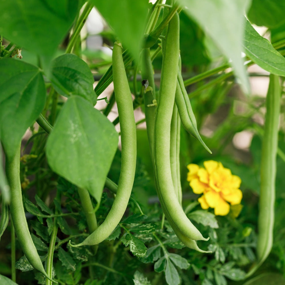 Long slender green beans hang in clusters among broad leaves on a bush bean plant, with a yellow marigold blooming nearby among the foliage.