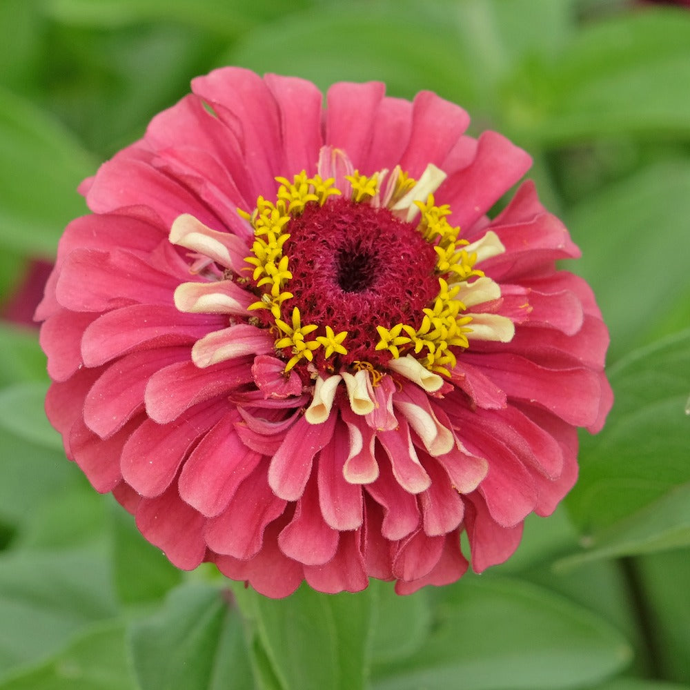 Close-up of a coral-pink Queeny Lime Red zinnia flower with a green and yellow center.