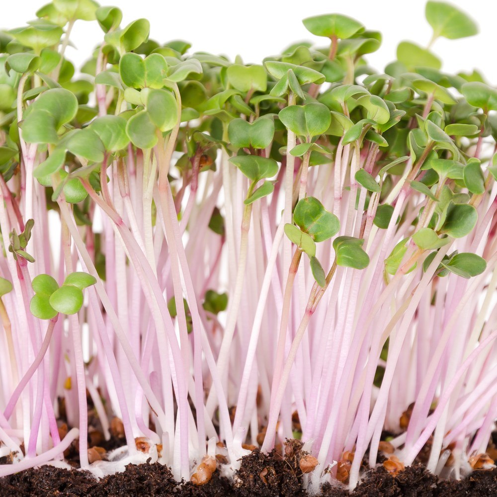 Close-up of China Rose radish microgreens with pale pink stems and small rounded green leaves growing densely from dark soil, with visible germinated seed hulls at the base.