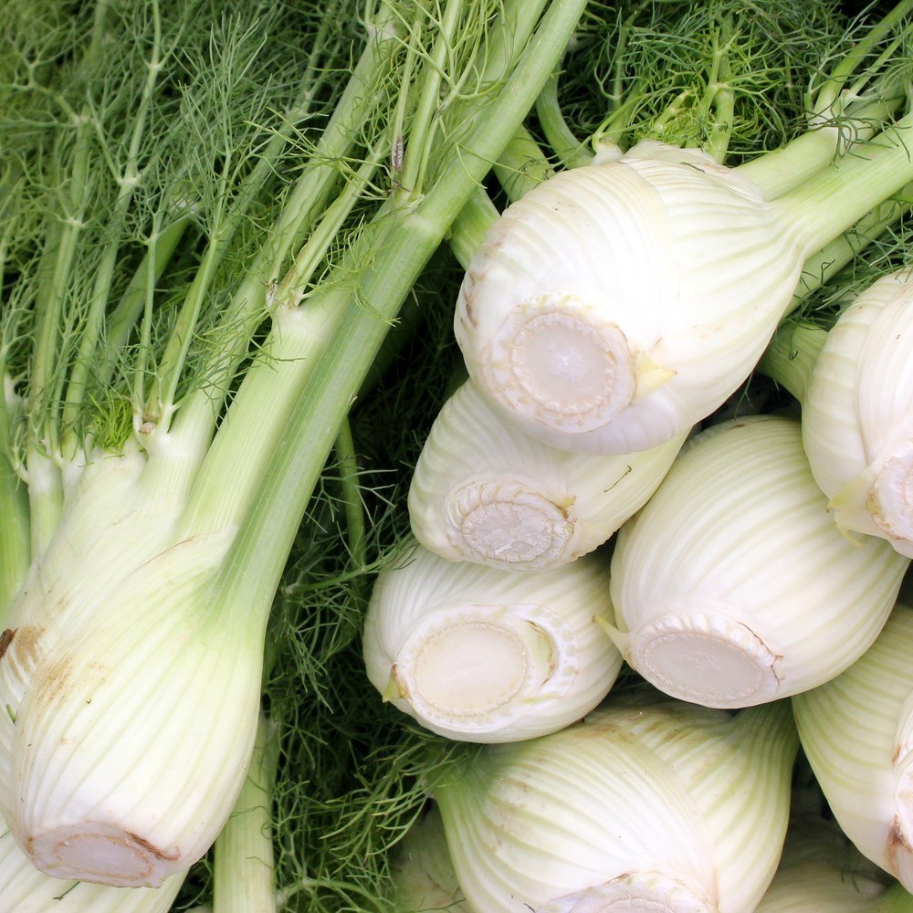 Freshly harvested Romanesco fennel bulbs stacked closely together, showing pale ridged white bulbs with trimmed stem bases and feathery green fronds still attached.