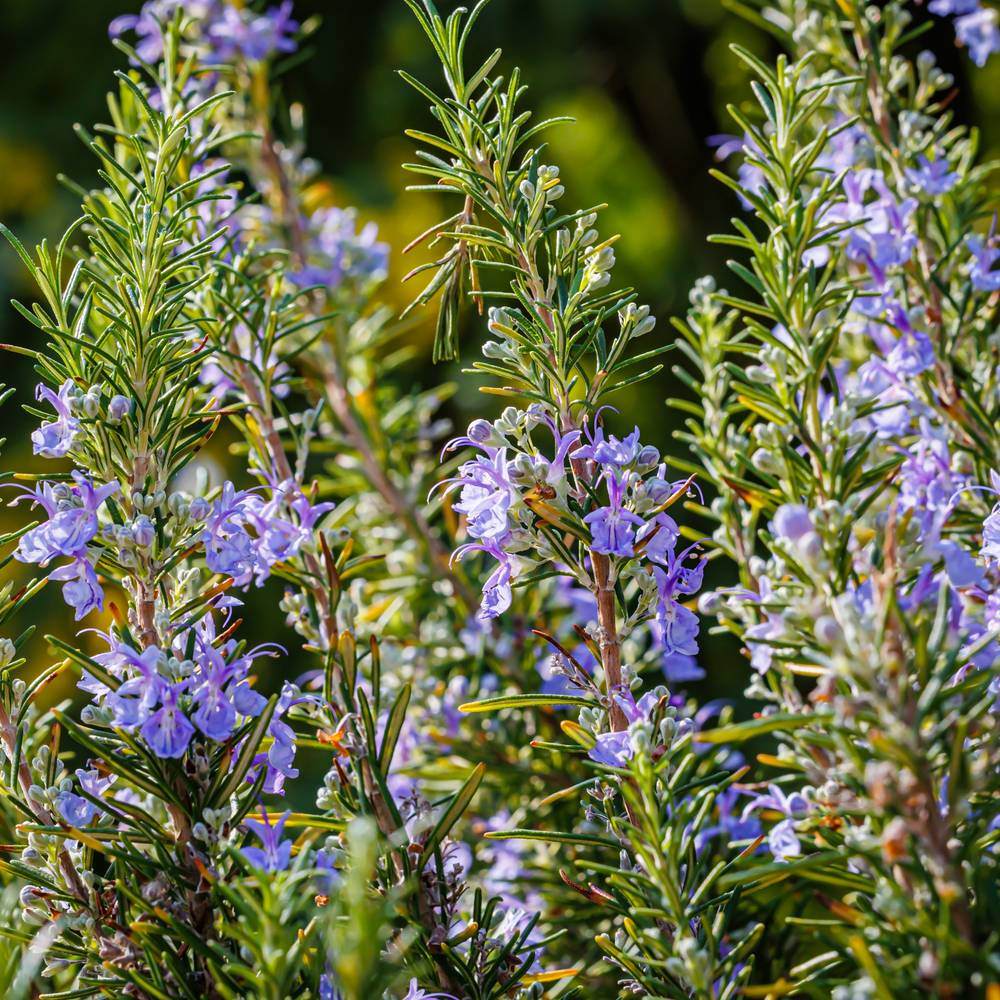 Close-up of upright rosemary stems with narrow needle-like leaves, densely covered in small pale purple flowers, set against a softly blurred green garden backdrop.