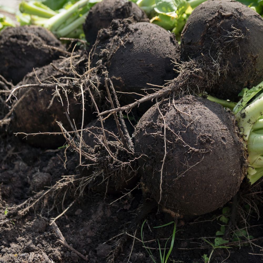 Freshly harvested round black Spanish radishes, their dark, coarse-textured skins still coated in soil, with tangled fine roots and pale green stems visible in the background.