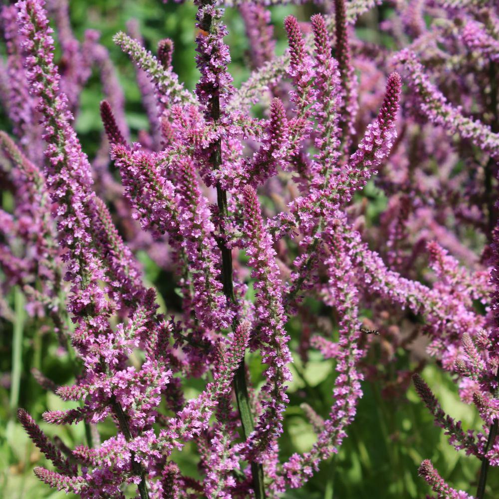 Russian statice in full bloom, with dozens of slender arching stems covered in tiny pink-purple flower clusters, set against a soft green garden backdrop.