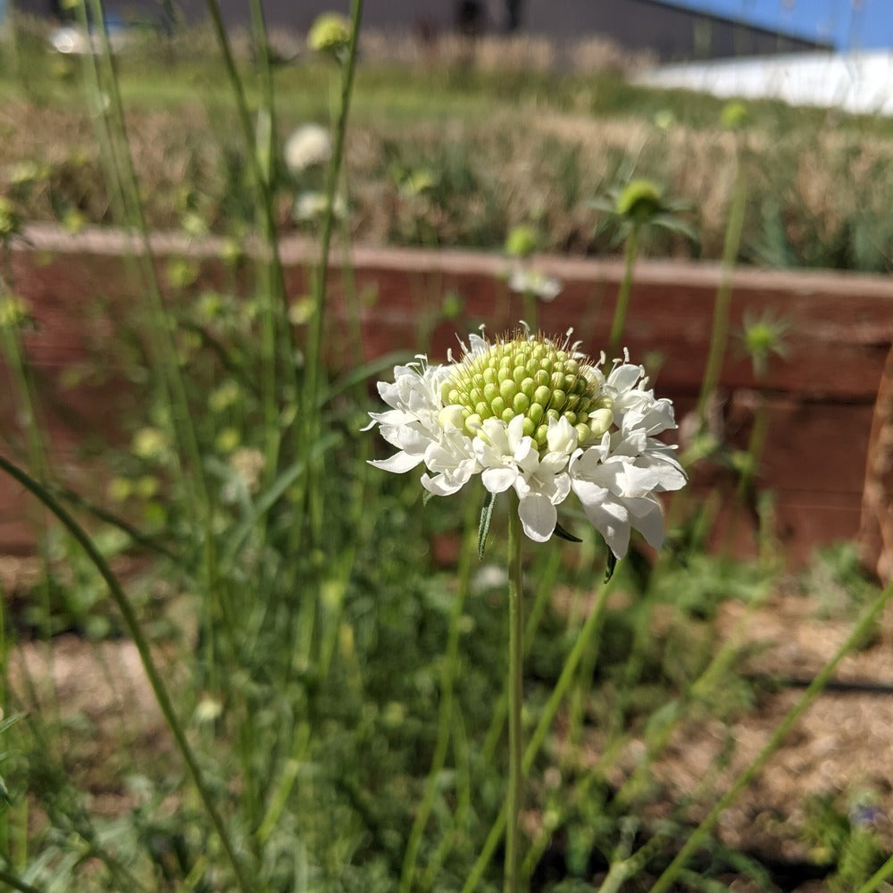 White Snowmaiden Scabiosa flower with a green center in a garden setting