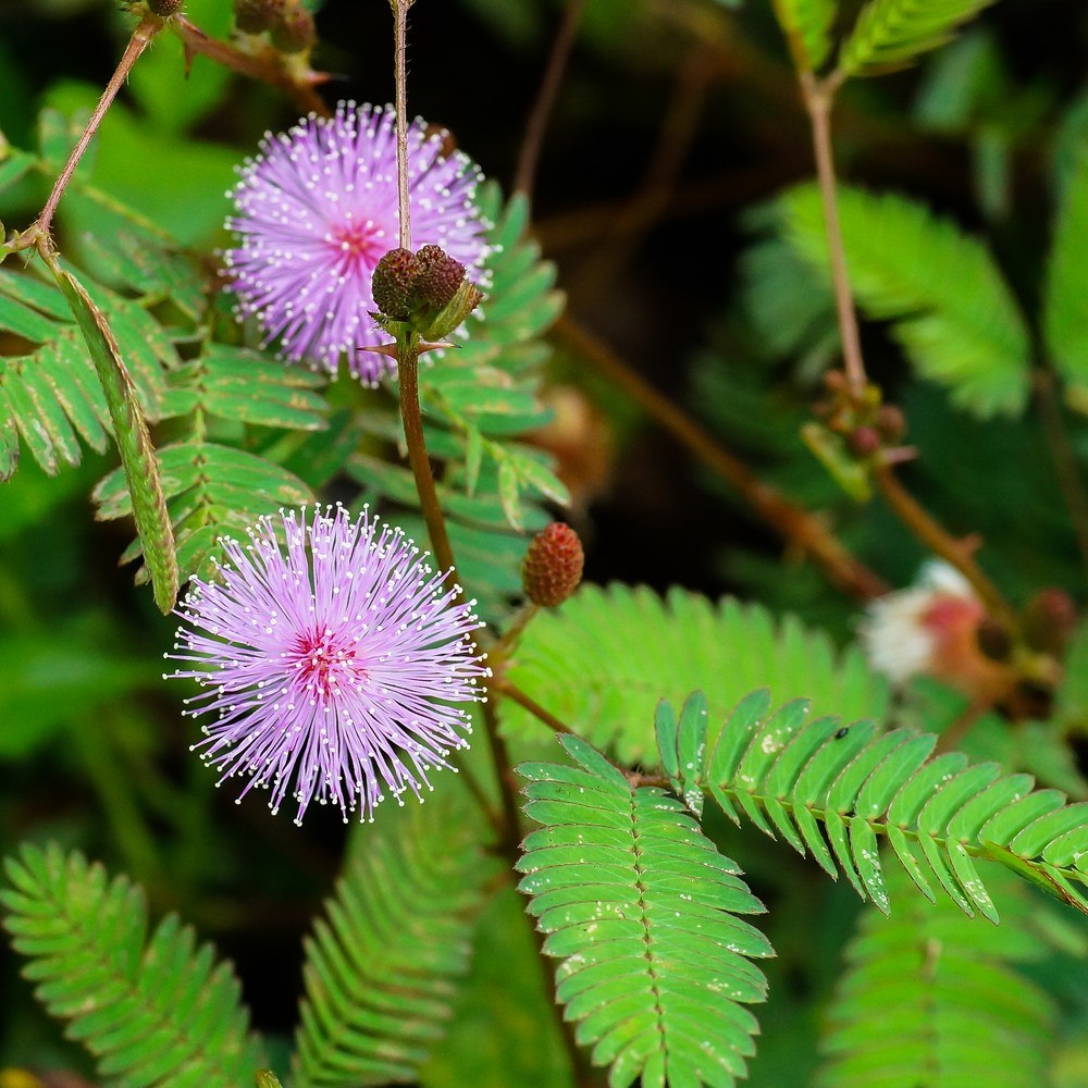 Two spherical, pink pom-pom-like sensitive plant flowers with fine radiating filaments bloom on thorny stems among finely divided, fern-like green leaflets, with unopened brown seed heads nearby.