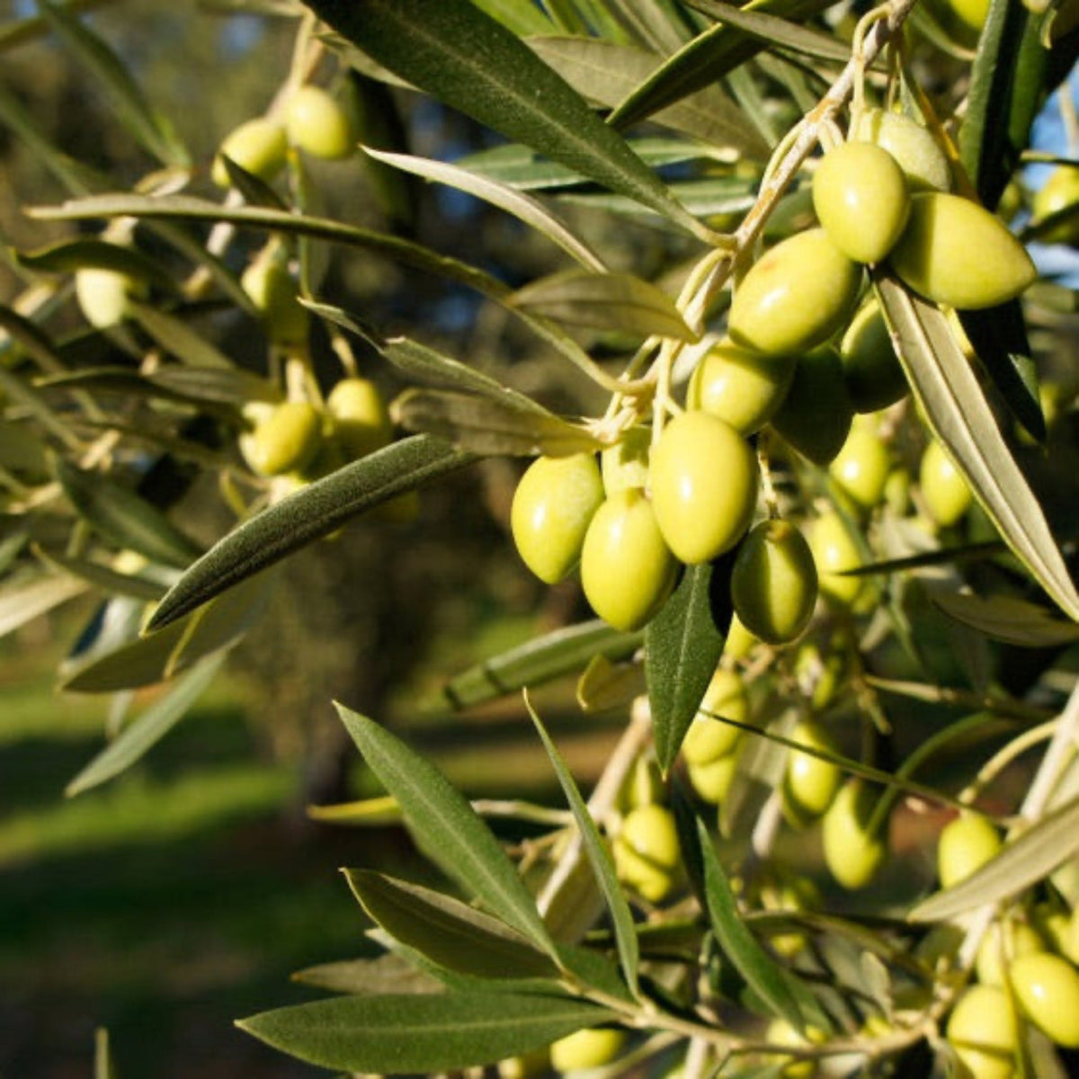 Close-up of green olives on an olive tree branch