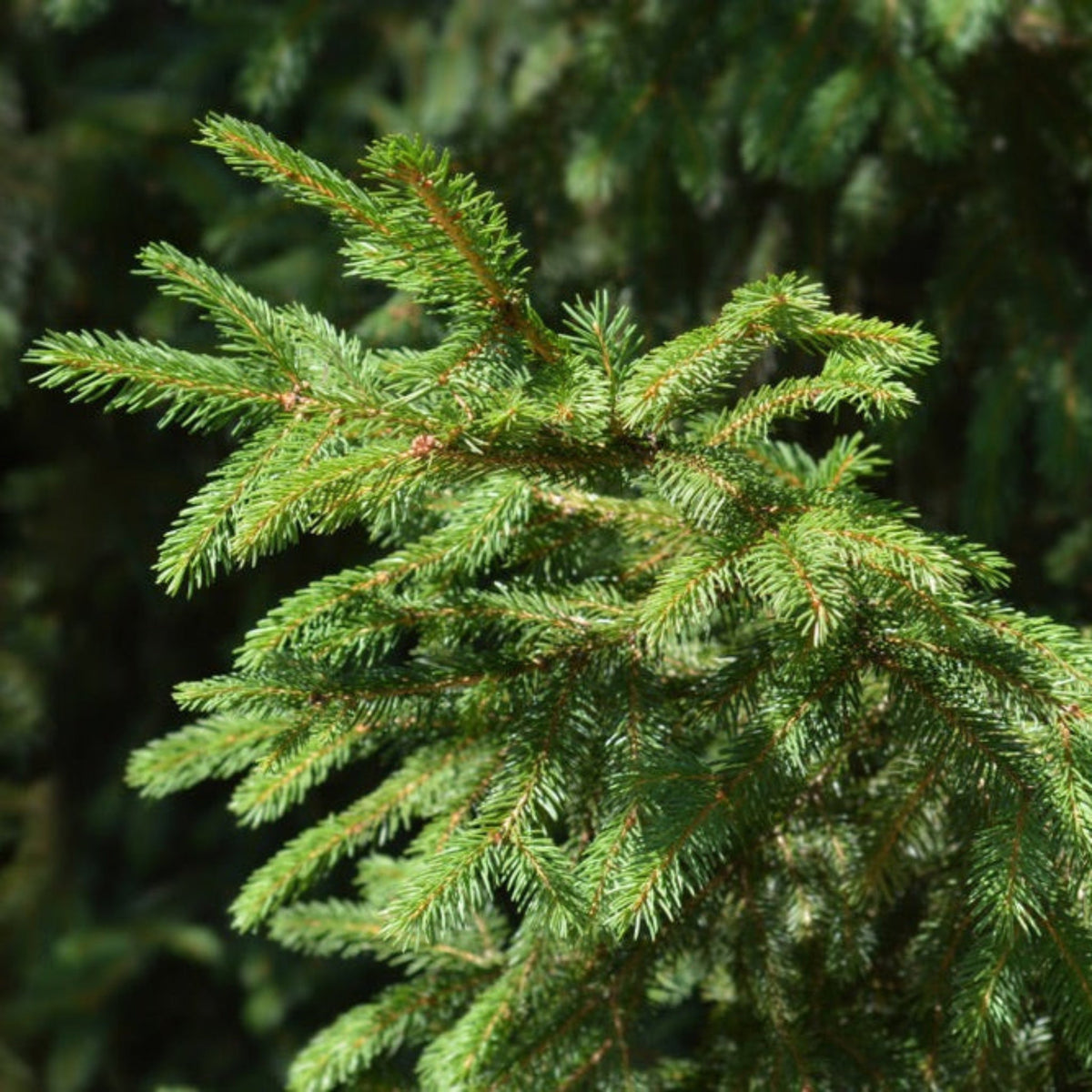 Close-up of a branch of Norway Spruce tree with green needles.