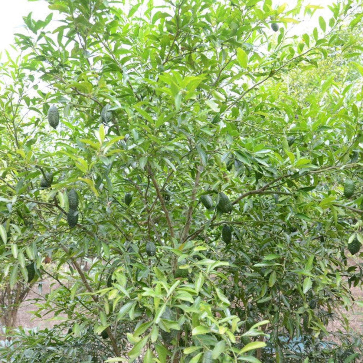 Australian Finger Lime Tree with fruits and leaves