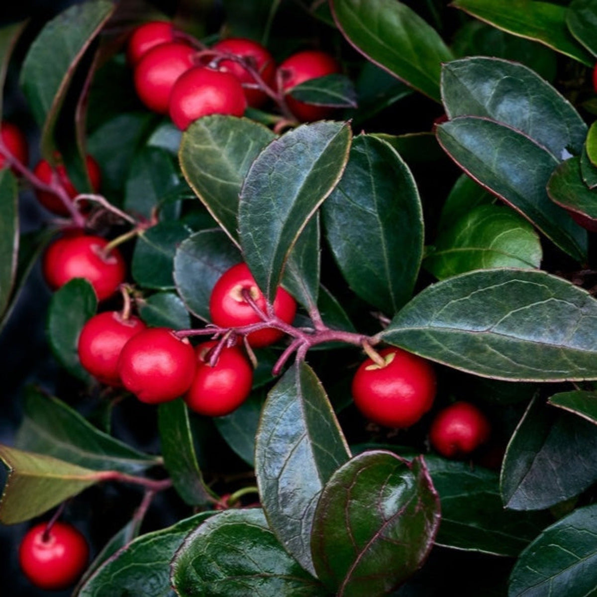Close-up of American Wintergreen with green leaves and fruits