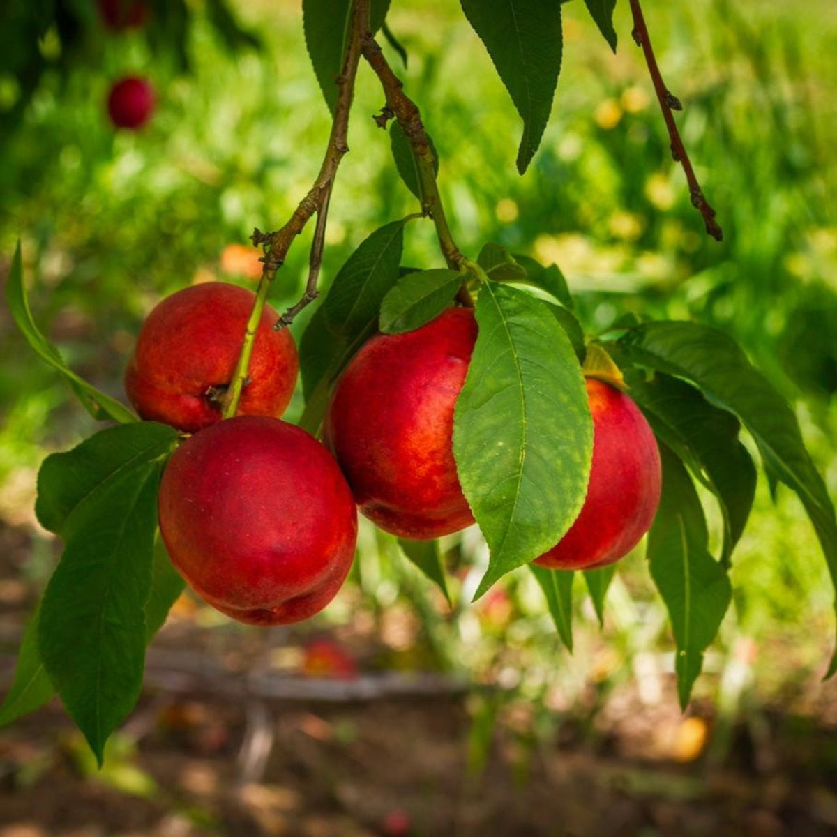 Vibrant red Flavortop nectarines ripening on tree branches among lush green leaves under bright sunlight.
