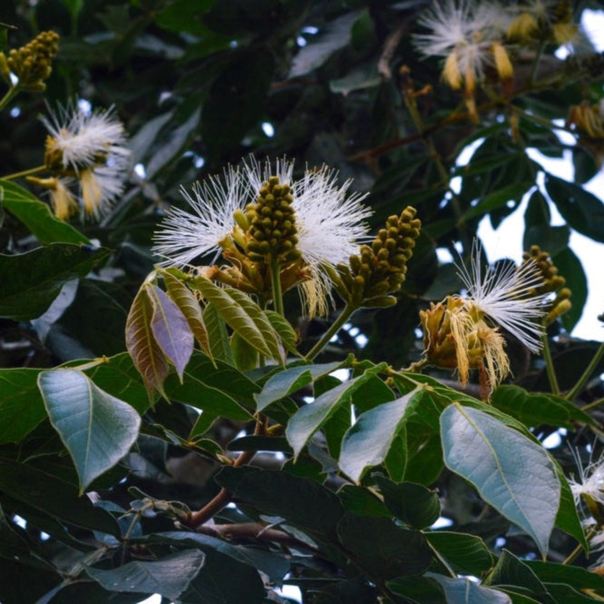 Close-up of a Ice Cream Bean Tree branch with green leaves and white flowers.