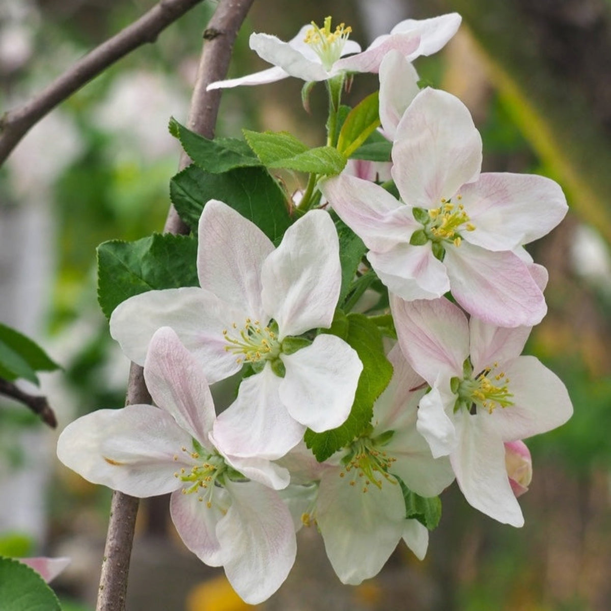 Delicate white and pale pink apple blossoms with yellow stamens blooming on a leafy branch of a Honeycrisp™ Apple Tree.