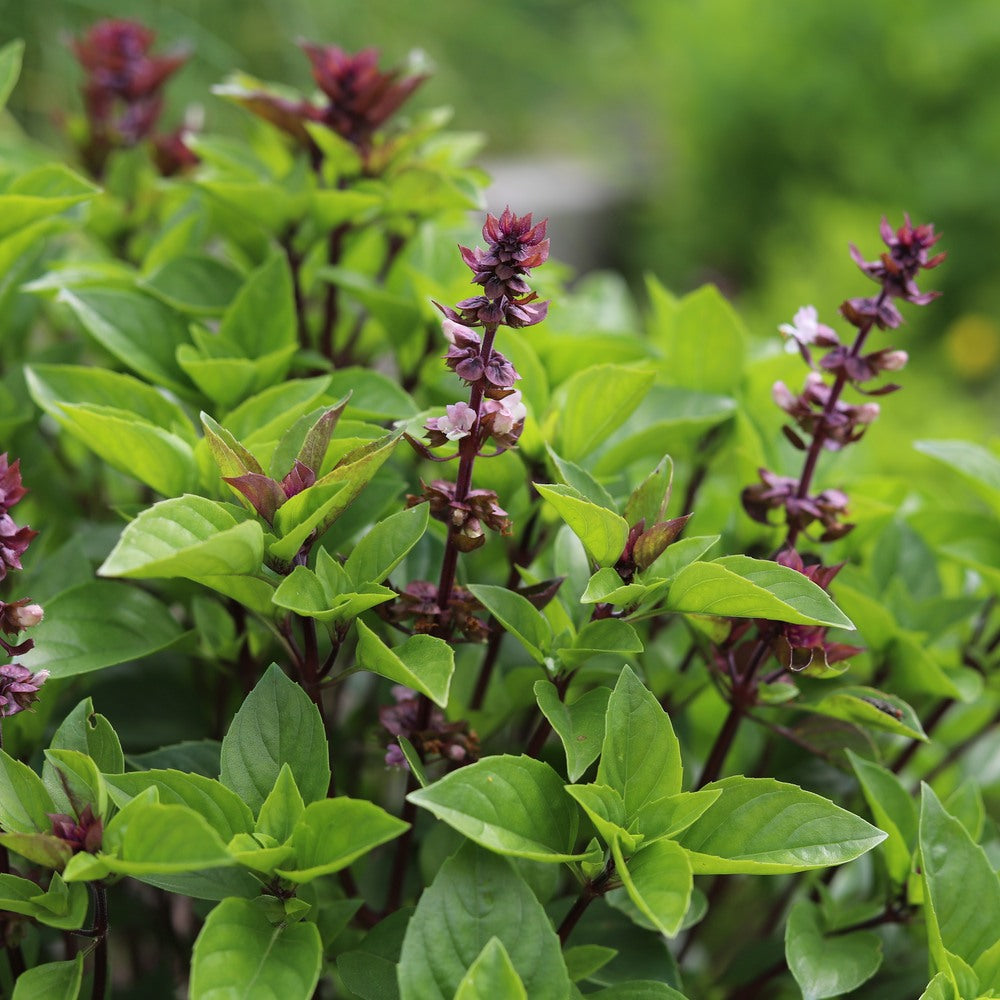 Flowering Thai basil plant with glossy green leaves on dark purple stems, topped by clusters of small purple-pink blossoms and burgundy flower spikes.