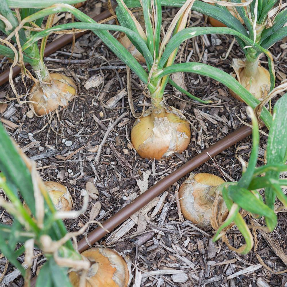 Rows of golden-skinned onion bulbs swelling above wood-mulched soil, their green tops still upright, with a brown drip irrigation line running between the plants.