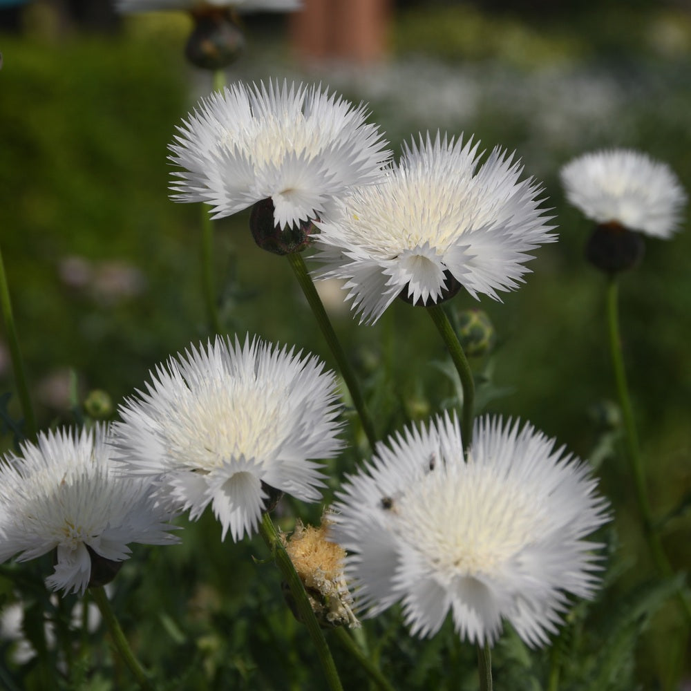Cluster of white Bachelor's Button flowers with finely fringed, spiky petals radiating from dark centres, growing on slender green stems above a blurred grassy garden bed.
