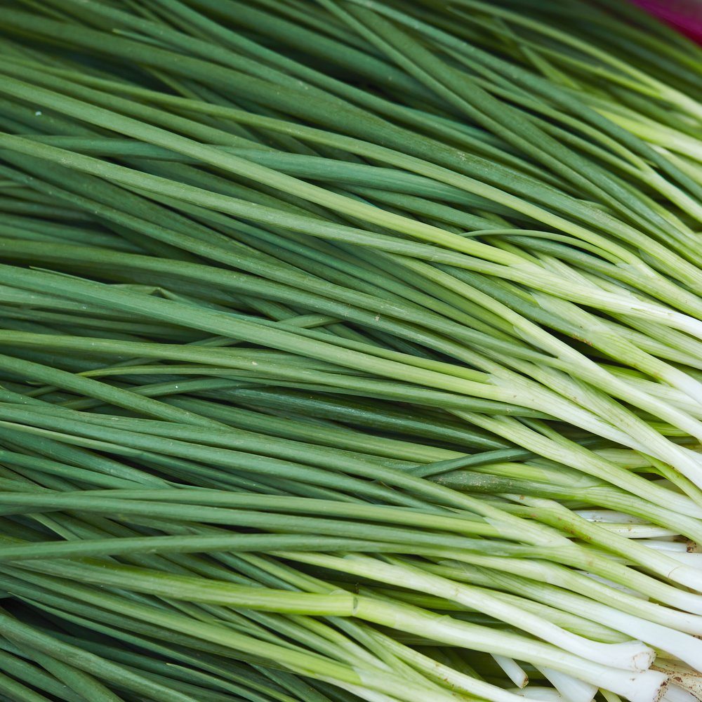 Close-up of freshly harvested Tokyo Long White bunching onions, showing their slender white stalks tapering into long, tangled dark green leaves arranged diagonally across the frame.