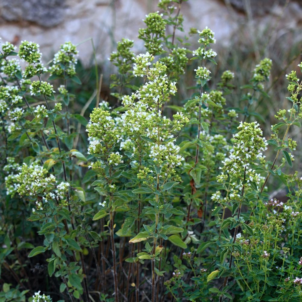 Flowering Greek oregano plants with tall, dark stems topped by clusters of small white blooms and rounded green leaf pairs, growing densely against a blurred stone wall backdrop.