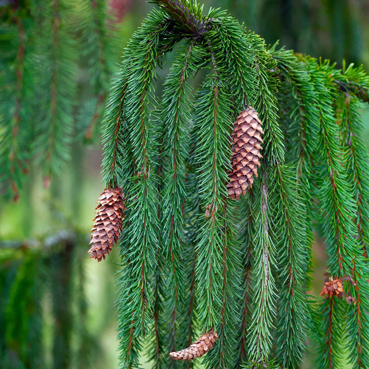 Weeping Norway Spruce with drooping evergreen branches.