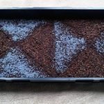 Purple Basil Microgreens