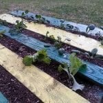 DIY Pallet Garden Finished
