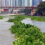 Water Hyacinth Growing in Nutrient Polluted Water