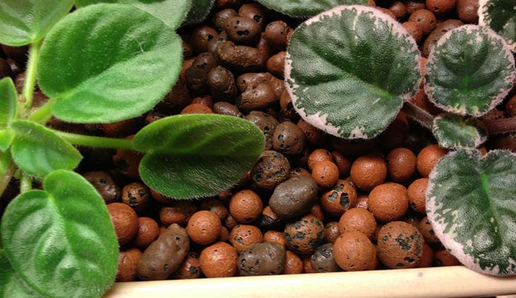 Hydroton (Expanded Clay Pebbles) Growing Guide