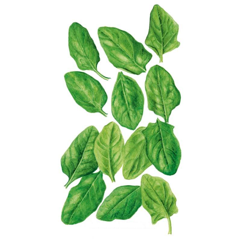 Botanical illustration of Oceanside spinach showing a cluster of smooth, rounded oval leaves in varying shades of green with visible vein texture, arranged loosely against a plain white background.