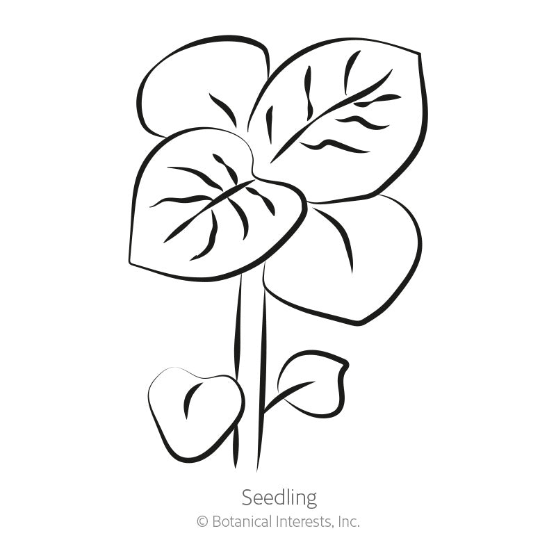 Line drawing of a young potato seedling, labeled "Seedling," showing a pair of small rounded lower leaves and two larger veined upper leaves on a single stem.
