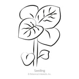 Line drawing of a young potato seedling, labeled 