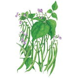 Botanical illustration of a bushy green bean plant with dense leaves, small purple blossoms, and long green bean pods hanging from the stems.