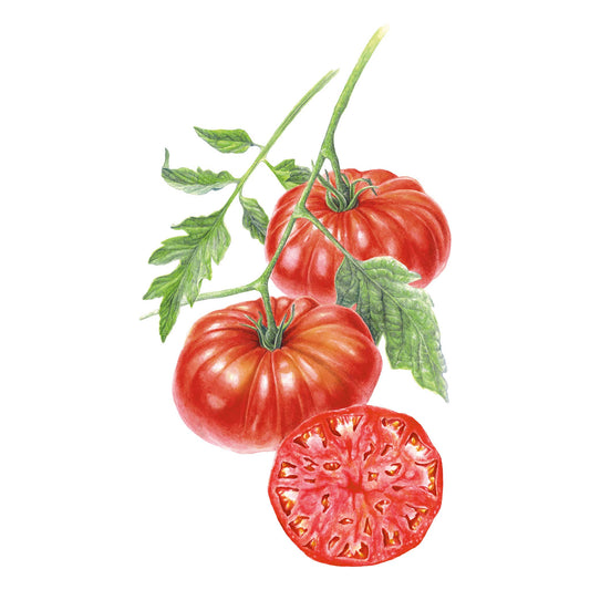 Illustration of red Mortgage Lifter (Halladay's) Pole Tomatoes on a stem with a white background
