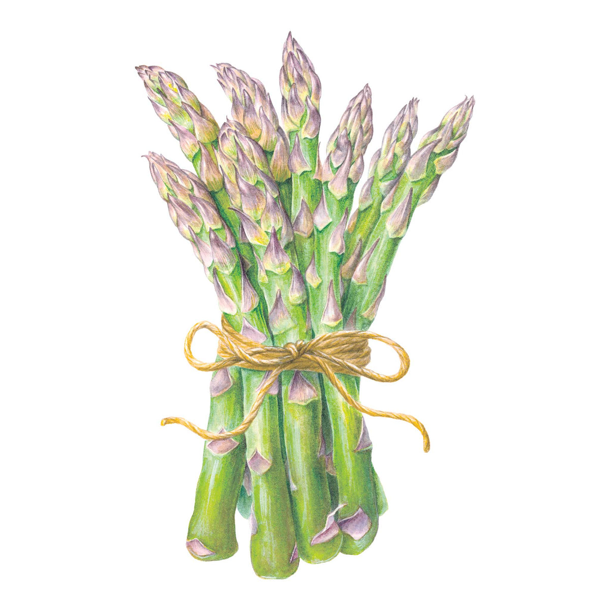Bunch of green Spartacus Asparagus tied with yellow string on a white background