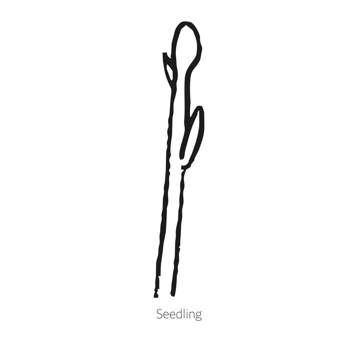 Black line drawing of Spartacus Asparagus seedling on a white background with the word 'Seedling' below.
