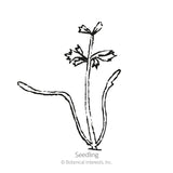 Line drawing of a young carrot seedling labeled 
