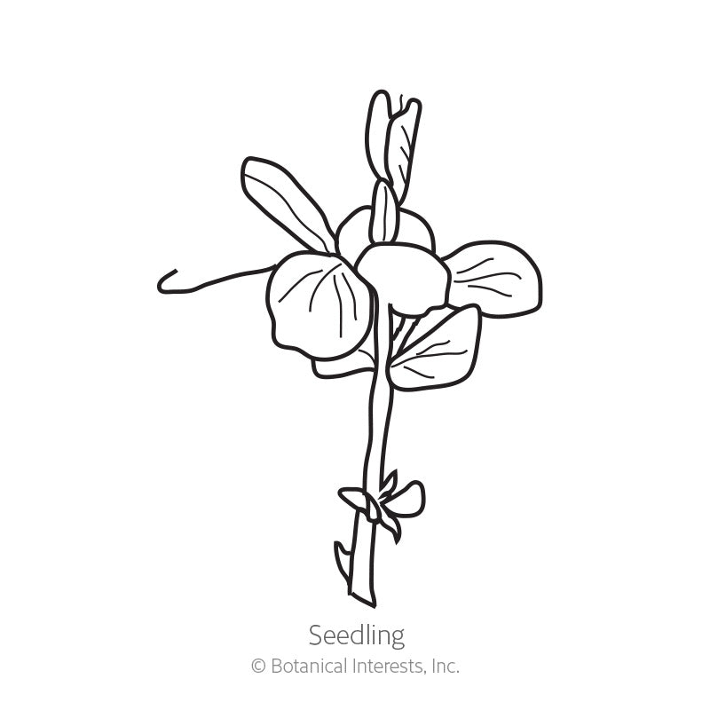 Line drawing of a pea seedling showing rounded leaves, a curling tendril, and an emerging shoot along a slender stem, labeled "Seedling" beneath the illustration.