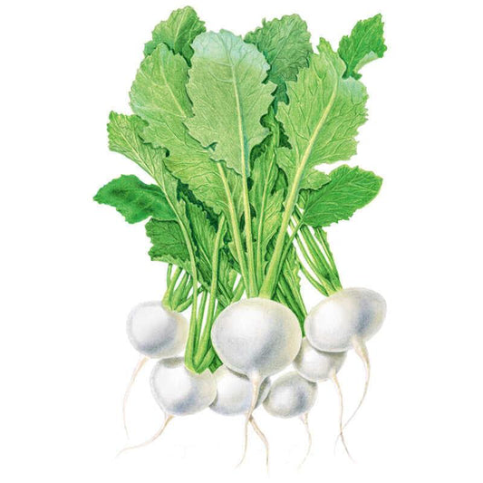 Botanical illustration of White Lady turnips showing a bunch of round, smooth white roots with thin taproots, topped with broad, veined green leaves on pale stems.