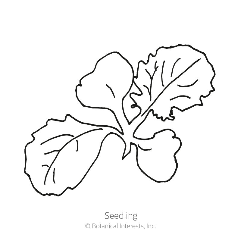 Line drawing of a turnip seedling, showing four rounded, wavy-edged leaves with visible veins radiating from a central stem, labeled 
