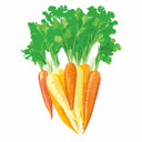 Illustration of a bunch of rainbow carrots featuring white, yellow, and orange roots with leafy green tops on a white background.