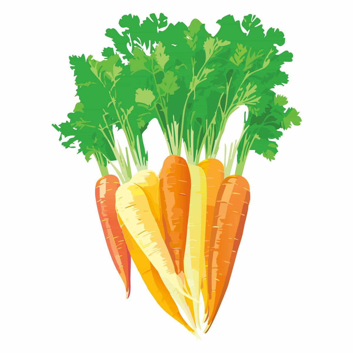 Illustration of a bunch of rainbow carrots featuring white, yellow, and orange roots with leafy green tops on a white background.