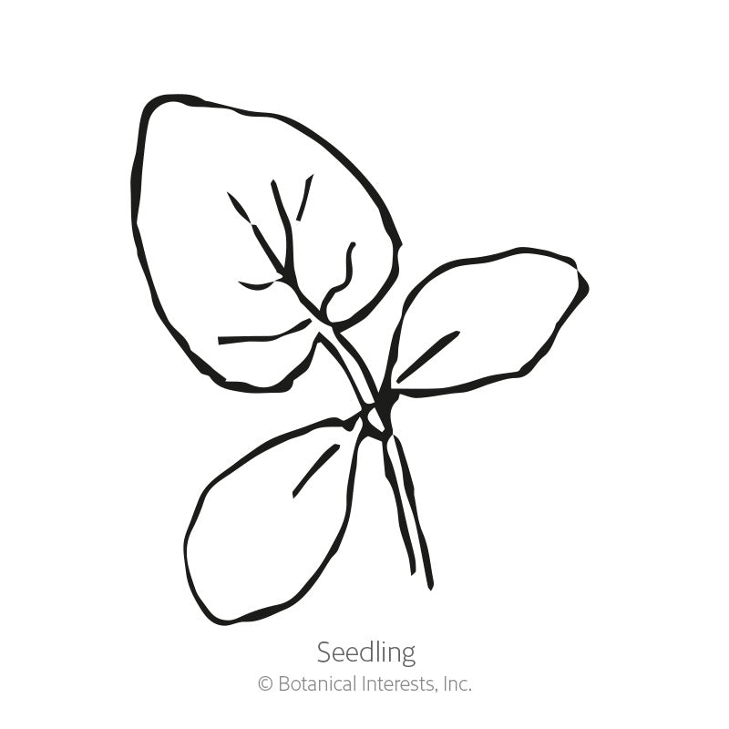 Line drawing of a young seedling with three oval leaves branching from a thin central stem, labeled 