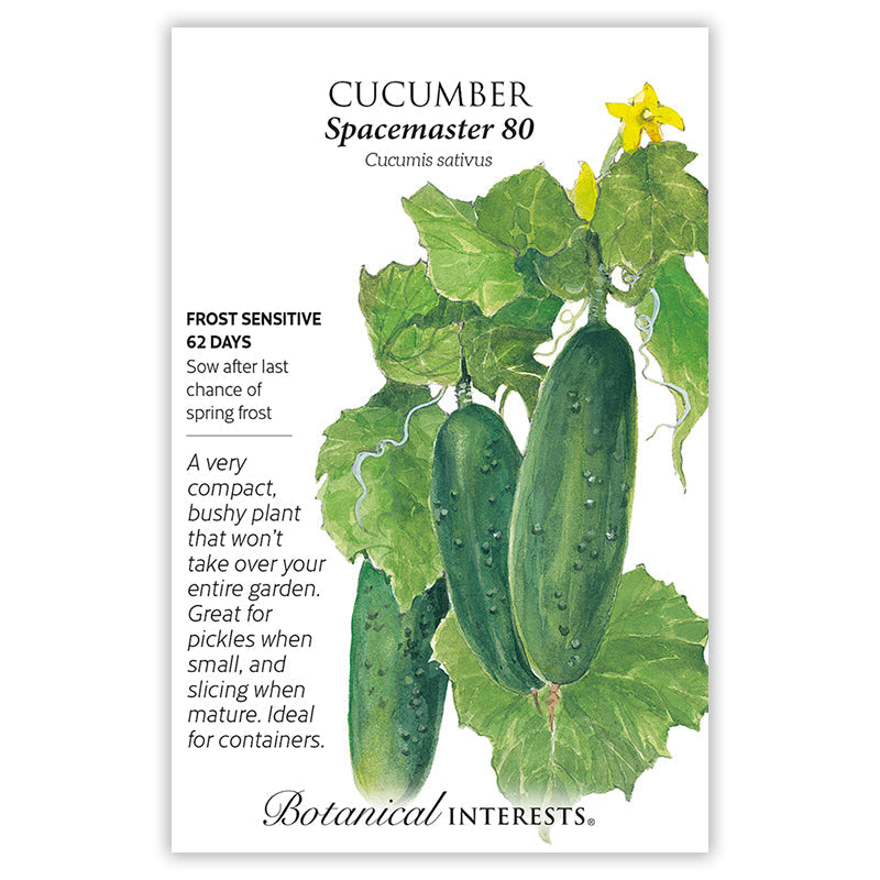 Botanical Interests seed packet for Spacemaster 80 cucumber, illustrated with three bumpy dark green cucumbers hanging among broad leaves, curling tendrils, and small yellow flowers, plus printed text noting frost sensitivity, a 62-day maturity, and a description calling it a compact, bushy plant good for pickles or slicing and suited to containers.