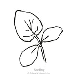 Line drawing of a young cucumber seedling with three rounded leaves branching from a slender stem, labeled 